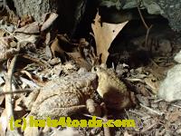 /home//u458753944/public_html/sourcegallery////////////////////////Roxborough Toad Detour/2013-2019/2017/P4100656.JPG